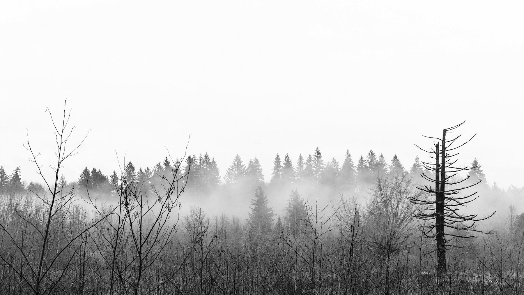 Monochrome. A dead tree against a misty background.