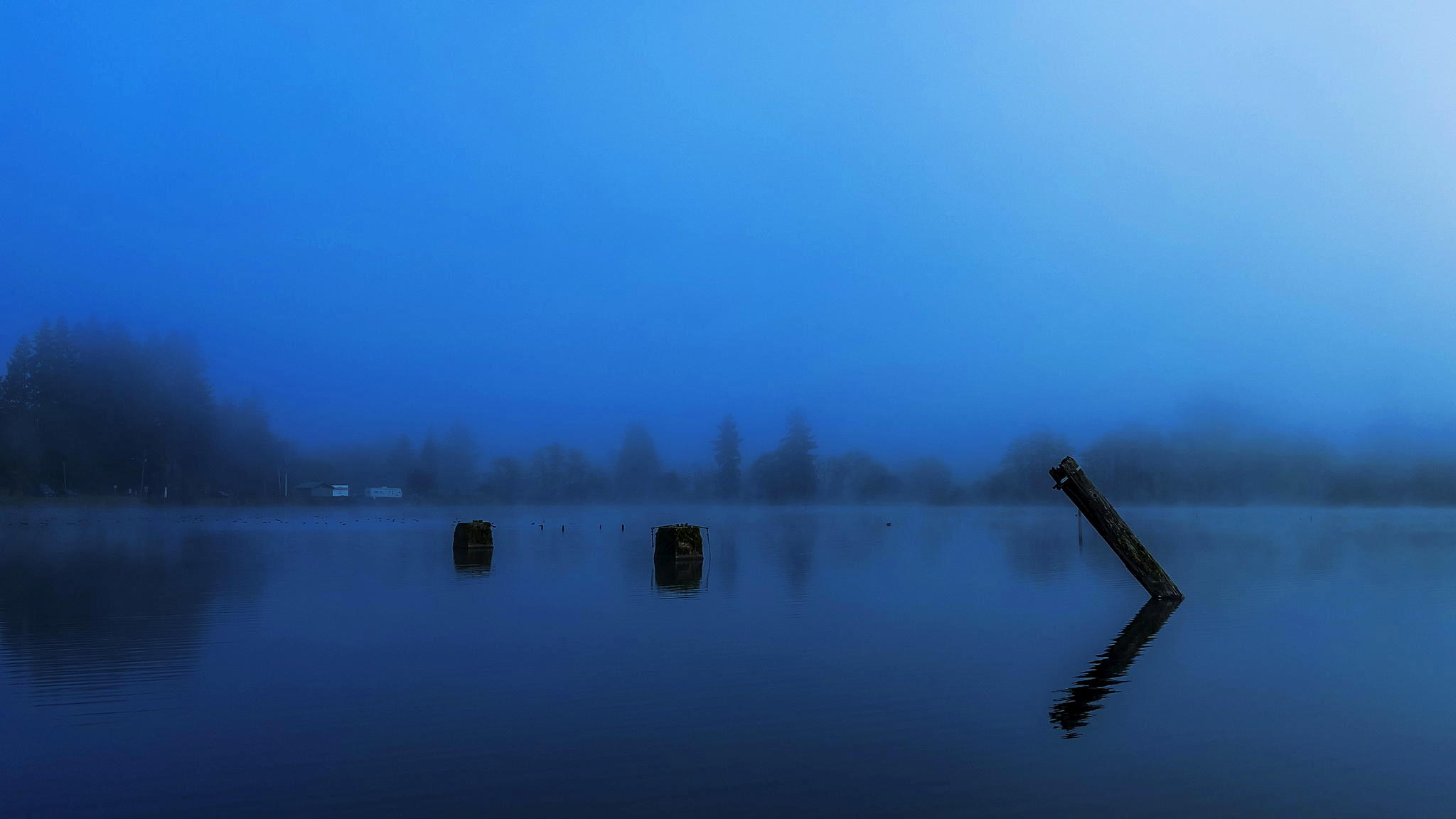A tree stump rising out of the water in the blue, early morning light.